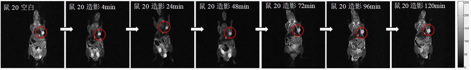 小鼠皮下腫瘤磁共振造影成像實(shí)驗(yàn)